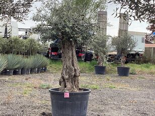 Olivenbaum (Winterhart) arbolito de frutal