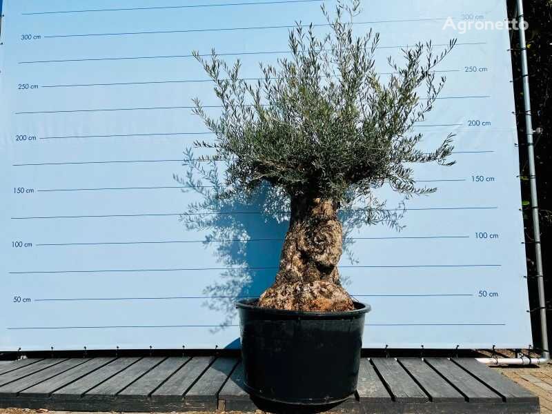 olijfboom. stamomvang 100 - 120 cm arbolito de frutal