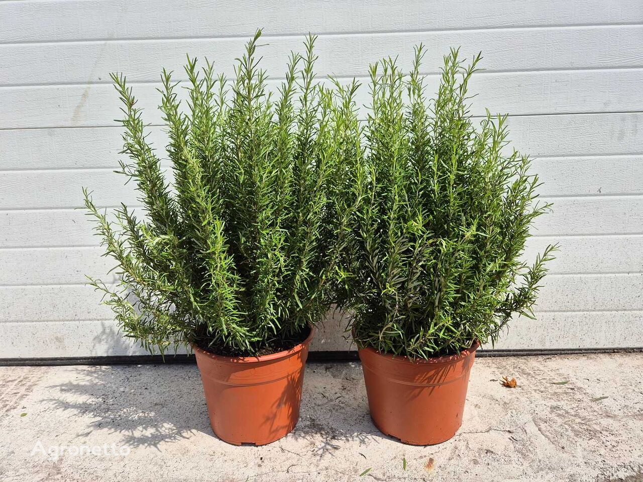Rozemarijn - Kruidenplant - Rosmarinus Officinalis - hoogte ca.  arbusto decorativo