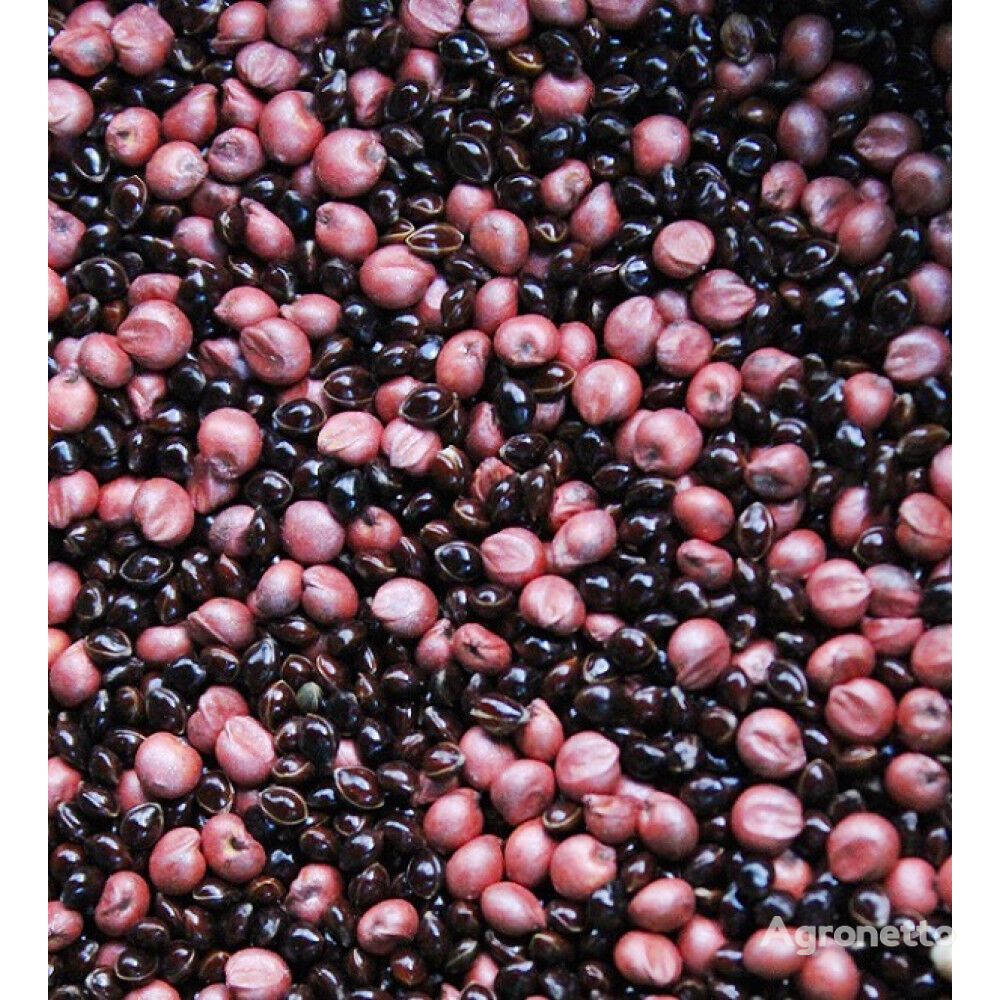 Mezcla de abono verde carbónico "Universal" procedente de cultivos de cereales (mijo negro + sorgo)
