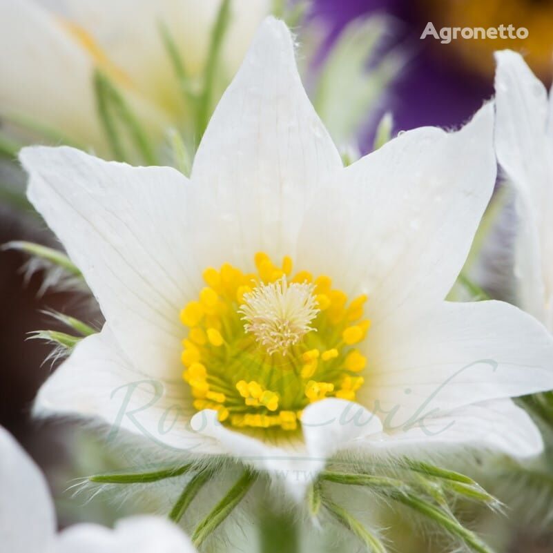 Flor de Pasque Pulsatilla vulgaris 'Molinete Blanco'