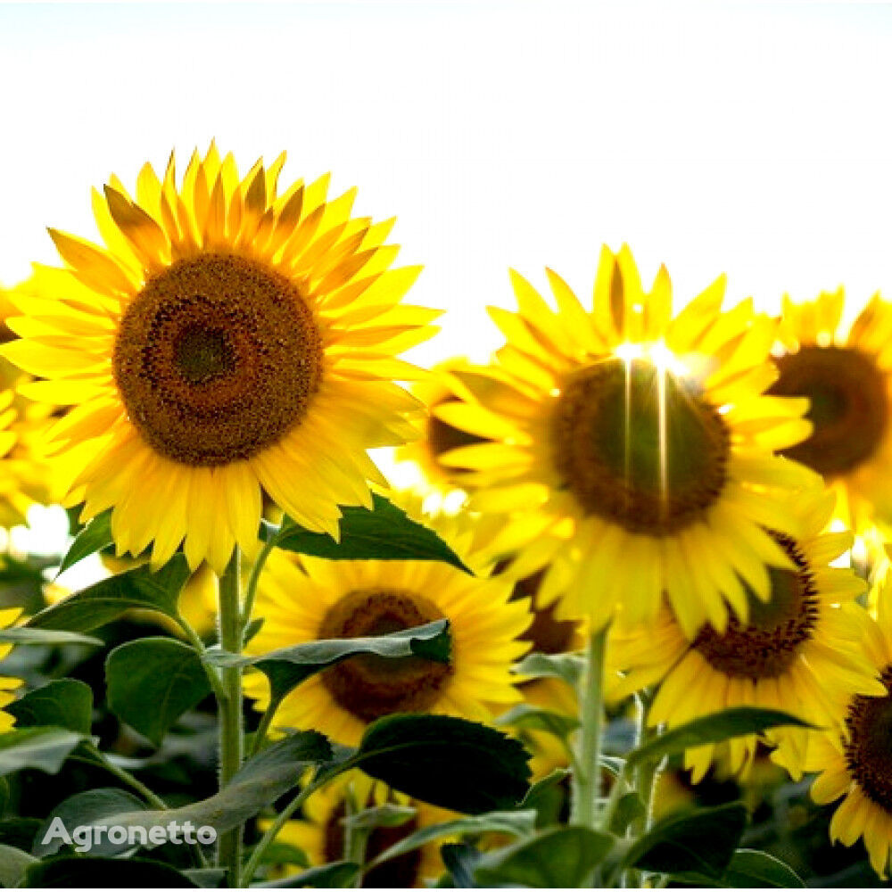 Semillas de girasol "AR Impulse", del fabricante Standard, 109-112 días